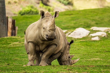 rhino in the grass