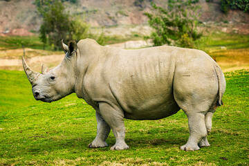 Fototapeta premium white rhino in grass