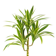 Fototapeta premium Pandanus Baptistii Variegata Bush on Clear Background