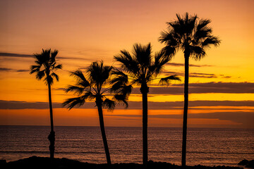 Obraz premium Golden Horizon: Palm Trees at Sunse