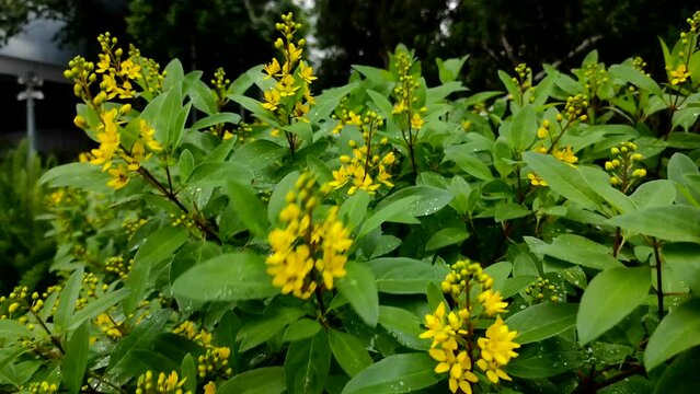 Galphimia gracilis or golden shower flower, the flowers are small yellow.