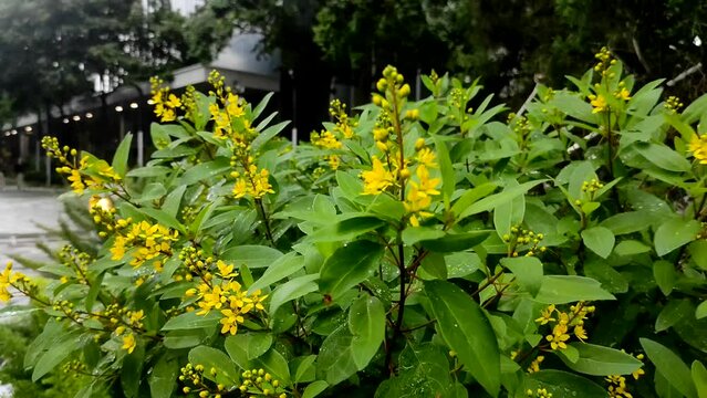 Galphimia gracilis or golden shower flower, the flowers are small yellow.