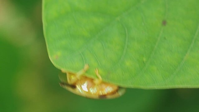 golden ladybug on leaf