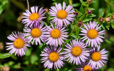 Fototapeta premium daisies in a garden