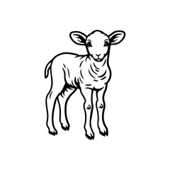 illustration of a sheep