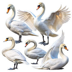 Obraz premium A set of five white swans with transparent background, showcasing various poses with outstretched wings and elegant necks. Generative AI
