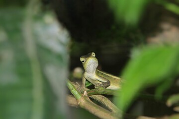 A common chameleon hunts in the lake during the day