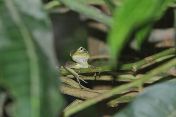 Obraz premium A common chameleon hunts in the lake during the day