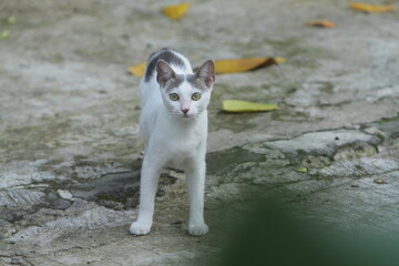 a common cat playing in the park alone during the day