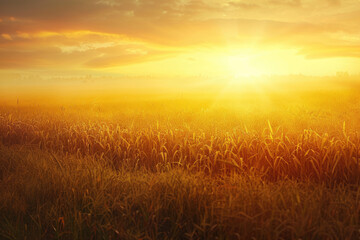 Cornfield, side view, endless field at sunset, detailed tone, Analogous Color Scheme