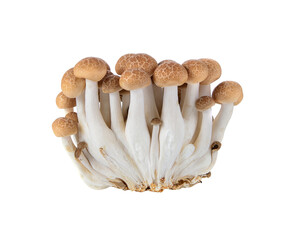 brown beech mushroom transparent png