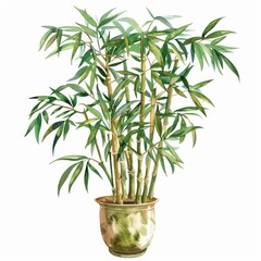 Fototapeta premium Vibrant Watercolor Illustration of Philippine Bamboo Plant in Pot on White Background