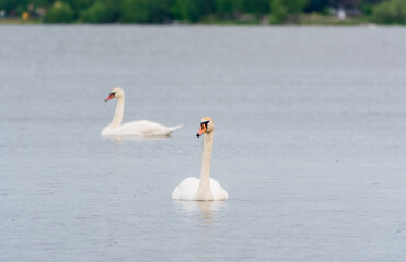 Two Graceful white Swans swimming in the lake, swans in the wild