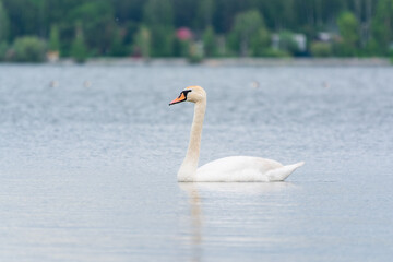 Graceful white Swan swimming in the lake, swans in the wild. Portrait of a white swan swimming on a lake.