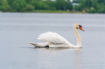 Graceful white Swan swimming in the lake, swans in the wild. Portrait of a white swan swimming on a lake.