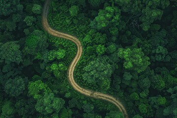Aerial view of a winding dirt road through lush, dense forest greenery, showcasing the natural beauty of an untouched wilderness landscape.