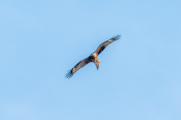 The bird of prey Black Kite flying in blue Sky