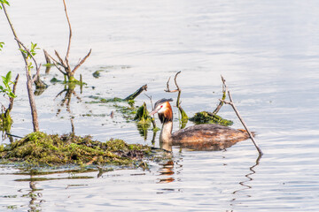 The waterfowl bird Great Crested Grebe swimming in the lake near its nest with eggs