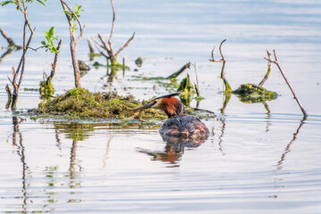 The waterfowl bird Great Crested Grebe swimming in the lake near its nest with eggs