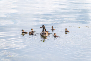 A family of ducks, a duck and its little ducklings are swimming in the water. The duck takes care of its newborn ducklings. Mallard, lat. Anas platyrhynchos