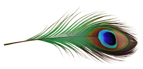 PNG A peacock feather animal bird white background.