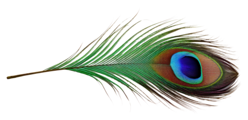 PNG A peacock feather animal bird white background.