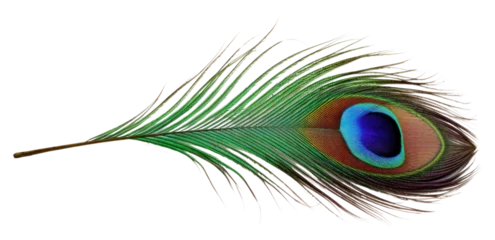 Fotobehang PNG A peacock feather animal bird white background. © Rawpixel.com