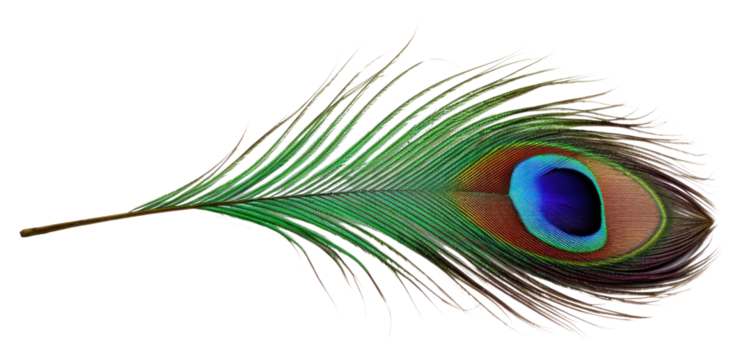 PNG A peacock feather animal bird white background.