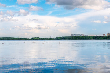 Graceful white Swans swimming in the lake, swans in the wild