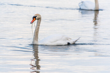 Graceful white Swan swimming in the lake, swans in the wild. Portrait of a white swan swimming on a lake.