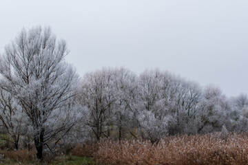 large trees and reeds covered with white hoarfrost