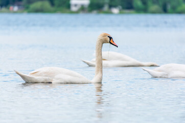 Three graceful white swans swims in the lake, swans in the wild.