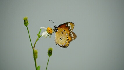 Close-up of Danaus chrysippus butterfly sucking nectar © Nguyen Thi Nhu Quynh