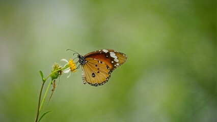 Close-up of Danaus chrysippus butterfly sucking nectar