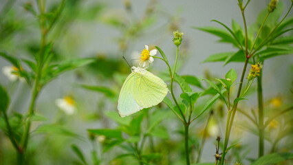 Close-up of Catopsilia pomona butterfly sucking nectar
