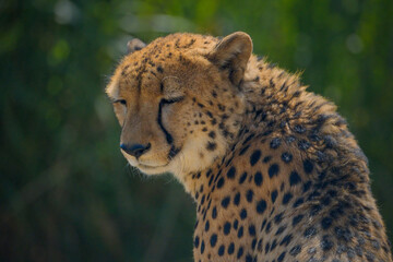 Close-up of a beautiful Cheetah.