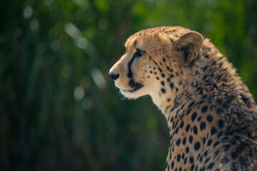 Close-up of a beautiful Cheetah.