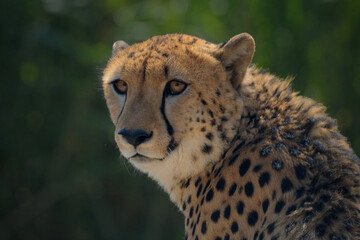 Close-up of a beautiful Cheetah.