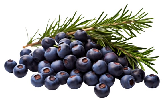 PNG Juniper berries blueberry fruit plant.