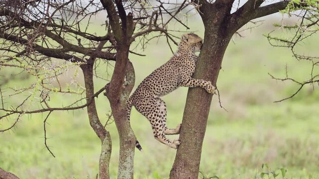 Funny Animals Shot of Baby Cheetah Cubs Climbing a Tree in Serengeti National Park in Tanzania in Africa on African Wildlife Safari Game Drive, Playful Cheetahs Cub Being Mischievous