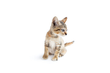 Baby cat isolated on white background, Little tabby kitten