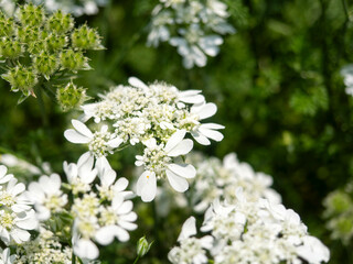 植物園に咲くオルラヤの白い花