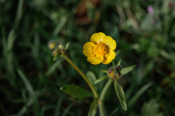 Buttercup with yellow flowers in the garden on a background of green grass. Bright yellow buttercup flowers among green meadow grass on a sunny day.