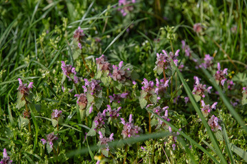 Small green leaves and purple flowers on a sunny day. Wild nettle blooming in the forest, Lamium purpureum. Spring purple flowers with leaves in close-up.