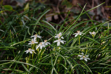 The flower of the Bird's Shoulder (Latin Ornithogalum, Ornithogalum) is a blooming star of Bethlehem in the forest. Close-up of white flowers on a blurred green background. White flowers and green lea