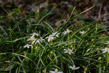 Ornithogalum flowers (Star of Bethlehem) in their natural habitat. The flower of the Bird's Shoulder (Latin Ornithogalum, Ornithogalum) is a blooming star of Bethlehem in the forest.