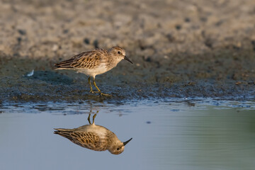 Least Sandpiper