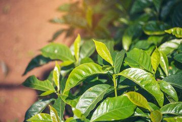 Banner Agriculture Green coffee tree growing berry bean plant. Coffee tree farm growth in eco organic garden. Panorama Fresh coffee bean green leaf bush berry plant arabica garden with copy space