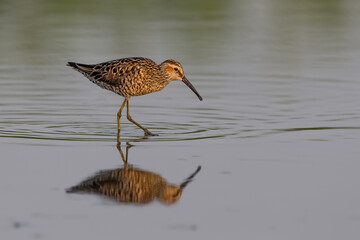 Stilt Sandpiper