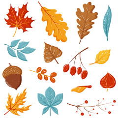 Autumn leaves set flat design vector illustration in hand drawn style, maple, oak, leaf, acorn, physalis
